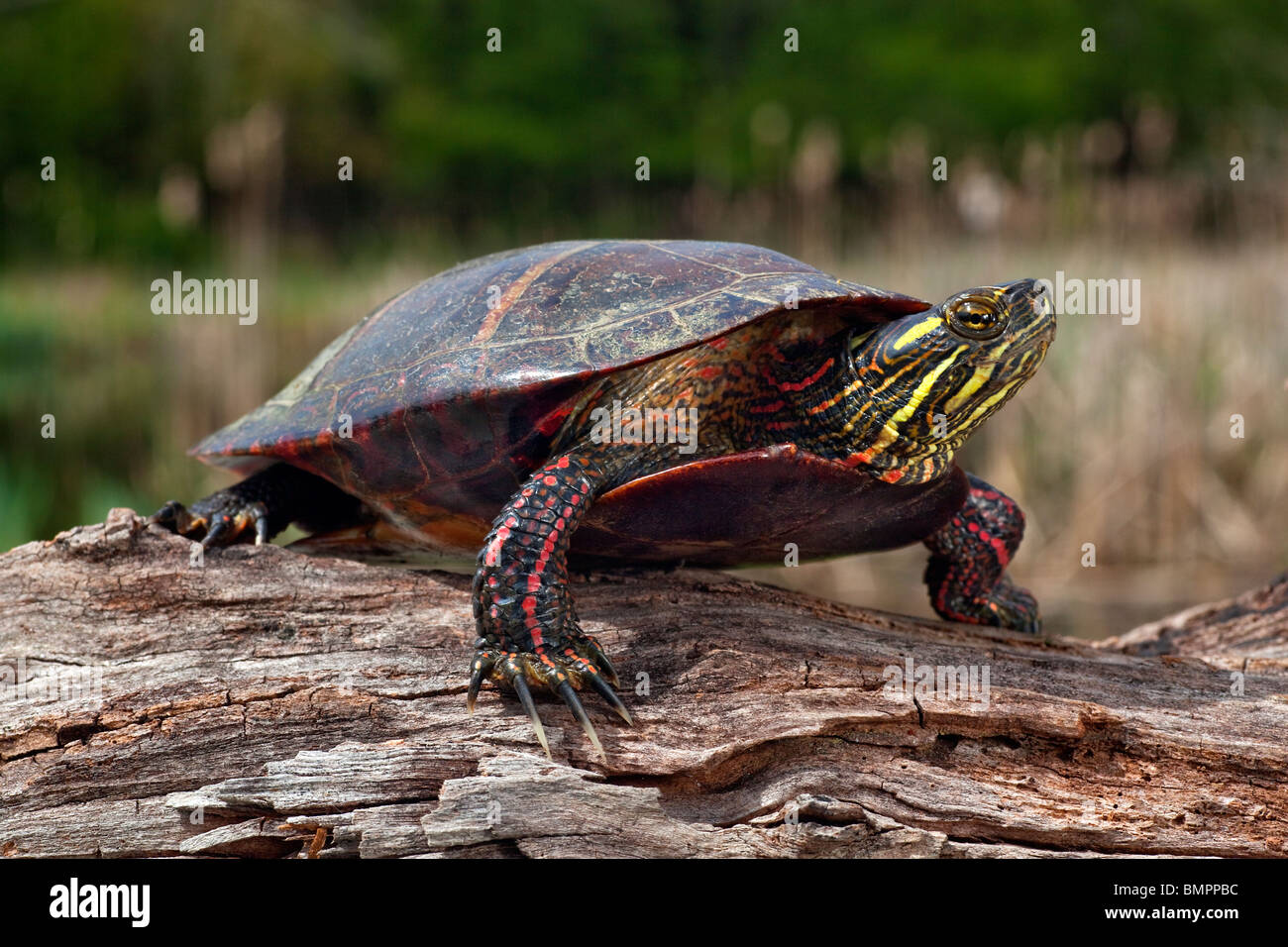 Gemalte Schildkröte, Chrysemys picta Stockfoto