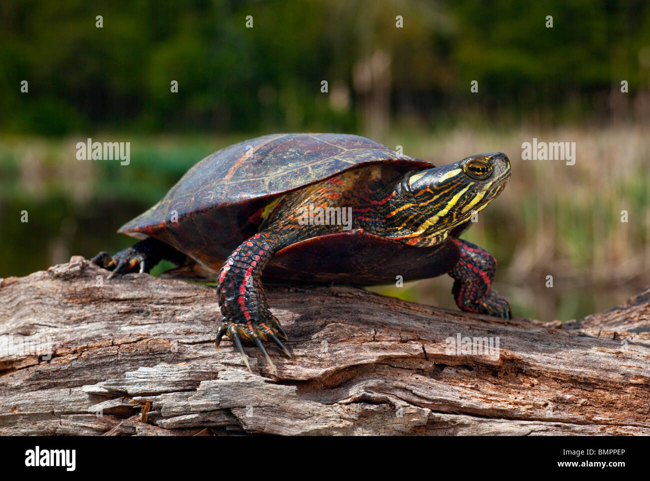 Gemalte Schildkröte, Chrysemys picta Stockfoto