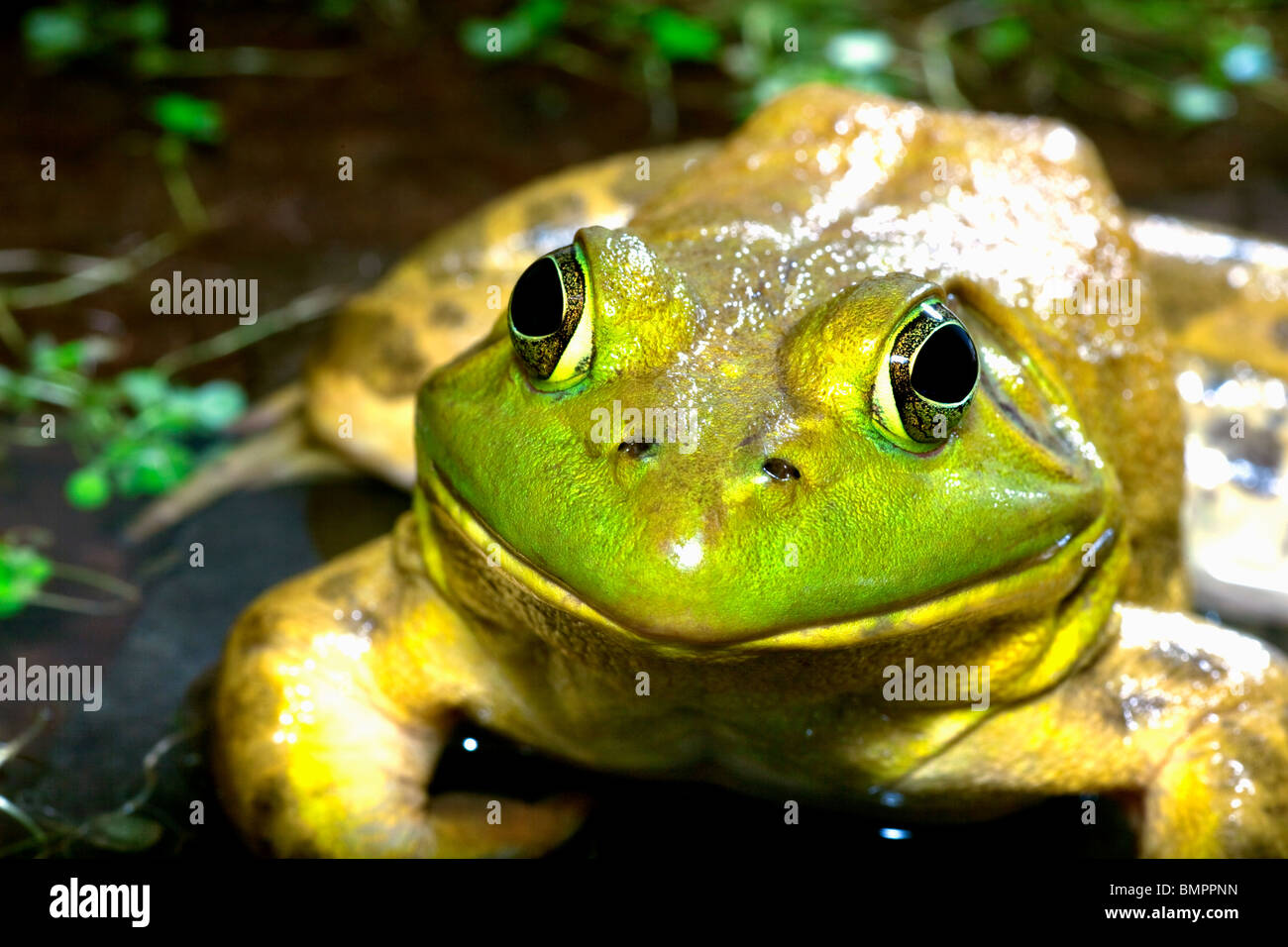 Der amerikanische Ochsenfrosch (Rana Catesbeiana), oft einfach als die Bullfrog bekannt. Stockfoto