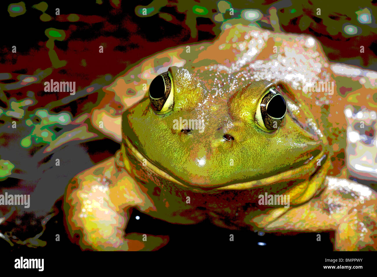 Der amerikanische Ochsenfrosch (Rana Catesbeiana), oft einfach als die Bullfrog bekannt. Stockfoto