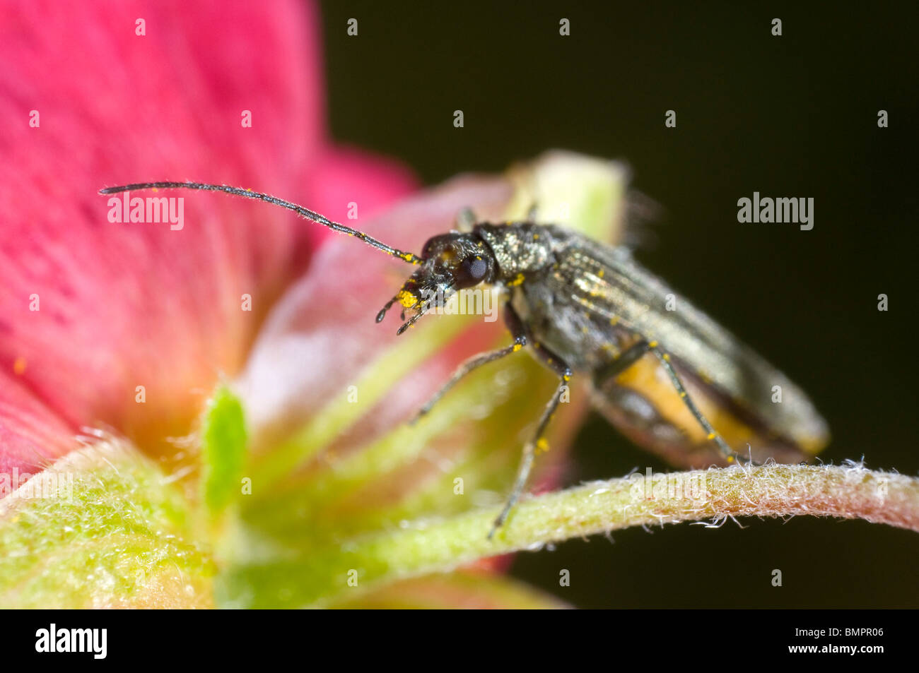 Oedemera Nobilis, grün metallic Pollen fressende Käfer in Gärten in Großbritannien gefunden.  Fütterung auf eine Blume Heliathemum (Rock rose) Stockfoto