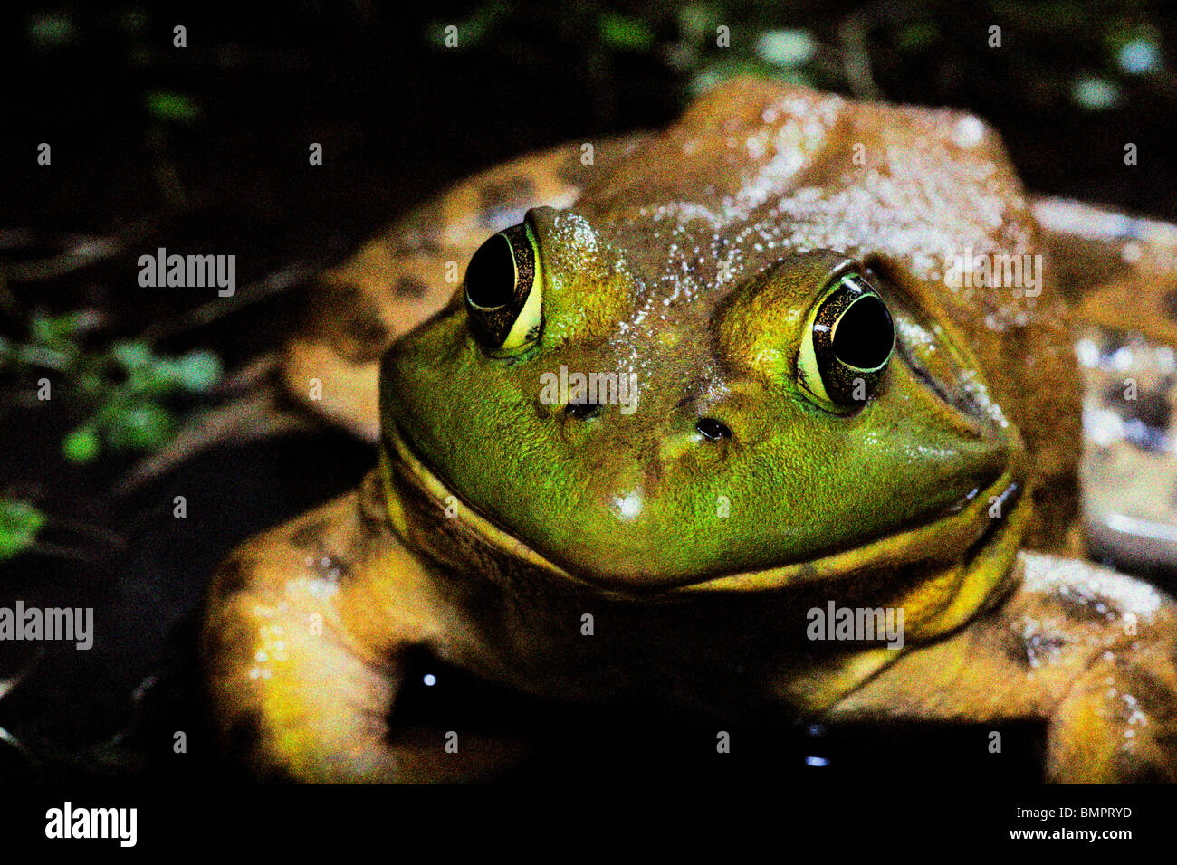 Der amerikanische Ochsenfrosch (Rana Catesbeiana), oft einfach als die Bullfrog bekannt. Stockfoto
