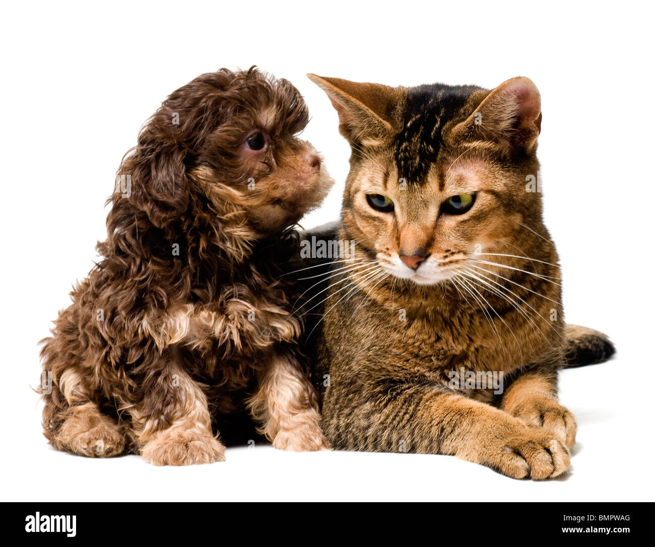 Katze und der Hund der Schoßhund Stockfoto