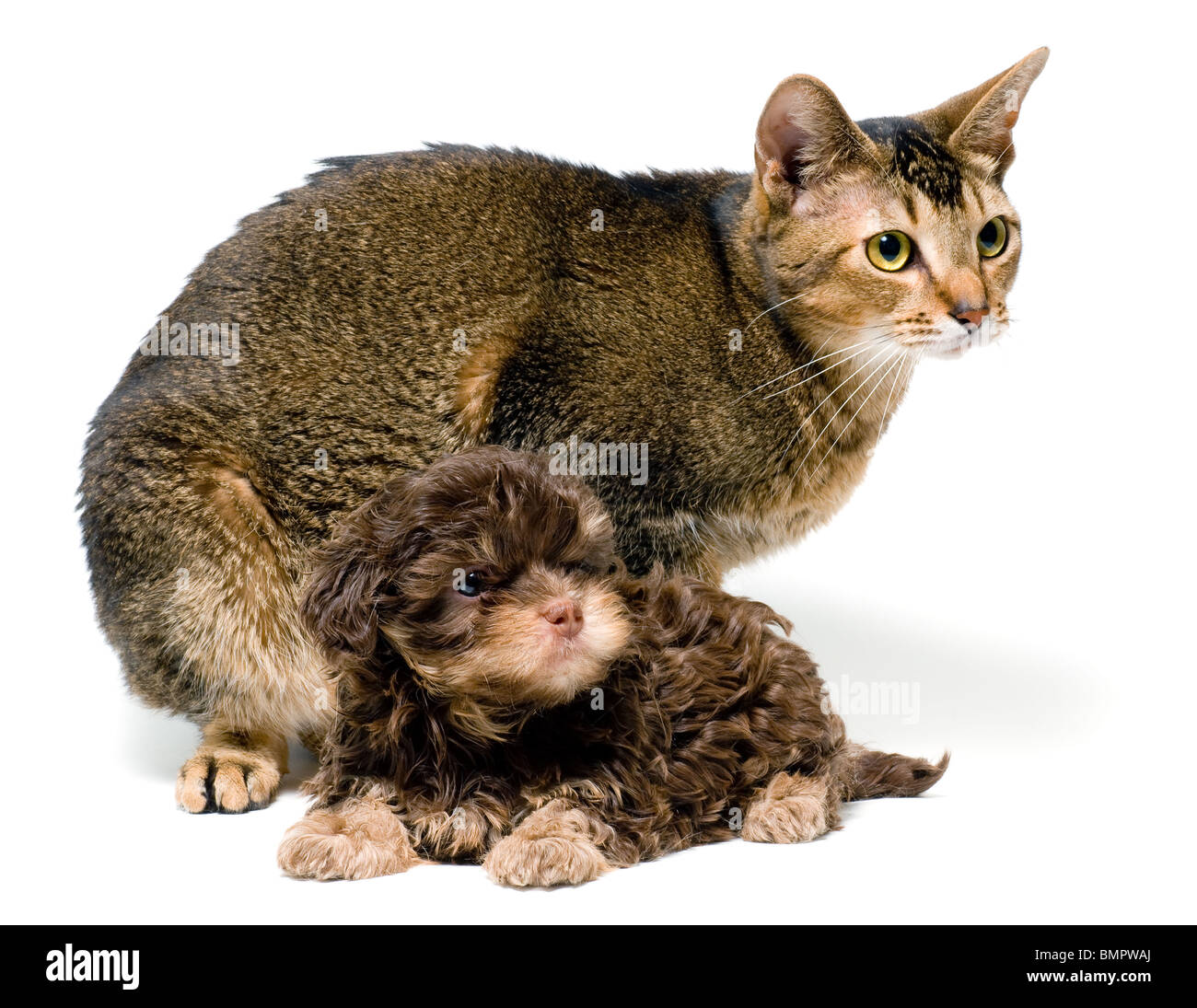 Katze und der Hund der Schoßhund Stockfoto