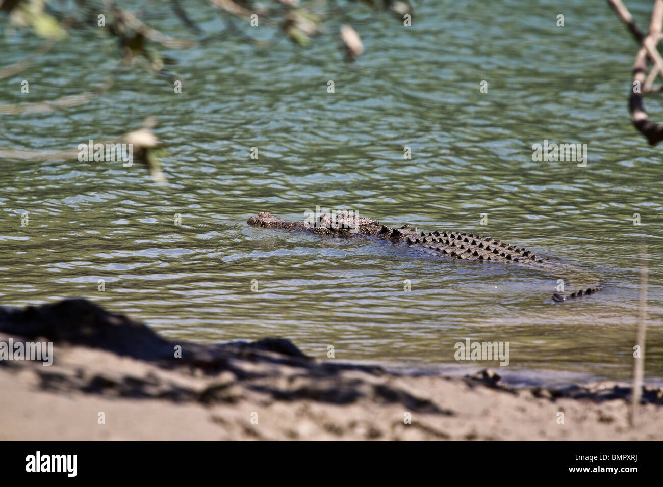 Dieses Salzwasser-Krokodil Crocodylus Porosus wurde während eines Ausflugs Tierwelt-spotting Hunter River Australien beobachtet. Stockfoto