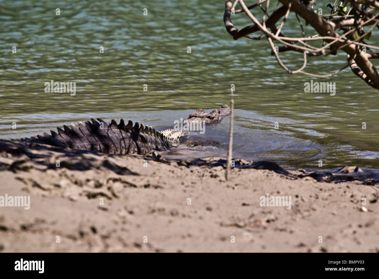 Dieses Salzwasser-Krokodil Crocodylus Porosus wurde während eines Ausflugs Tierwelt-spotting Hunter River Australien beobachtet. Stockfoto
