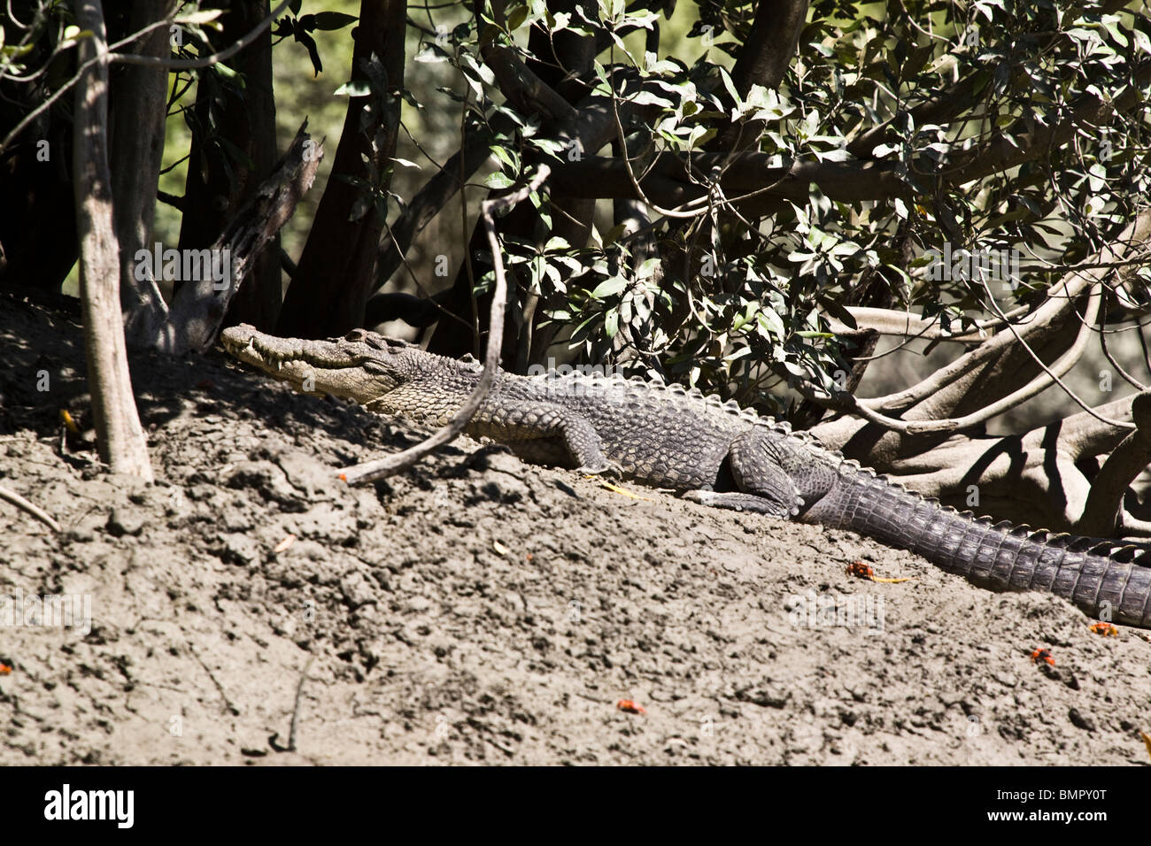 Dieses Salzwasser-Krokodil Crocodylus Porosus wurde während eines Ausflugs Tierwelt-spotting Hunter River Australien beobachtet. Stockfoto