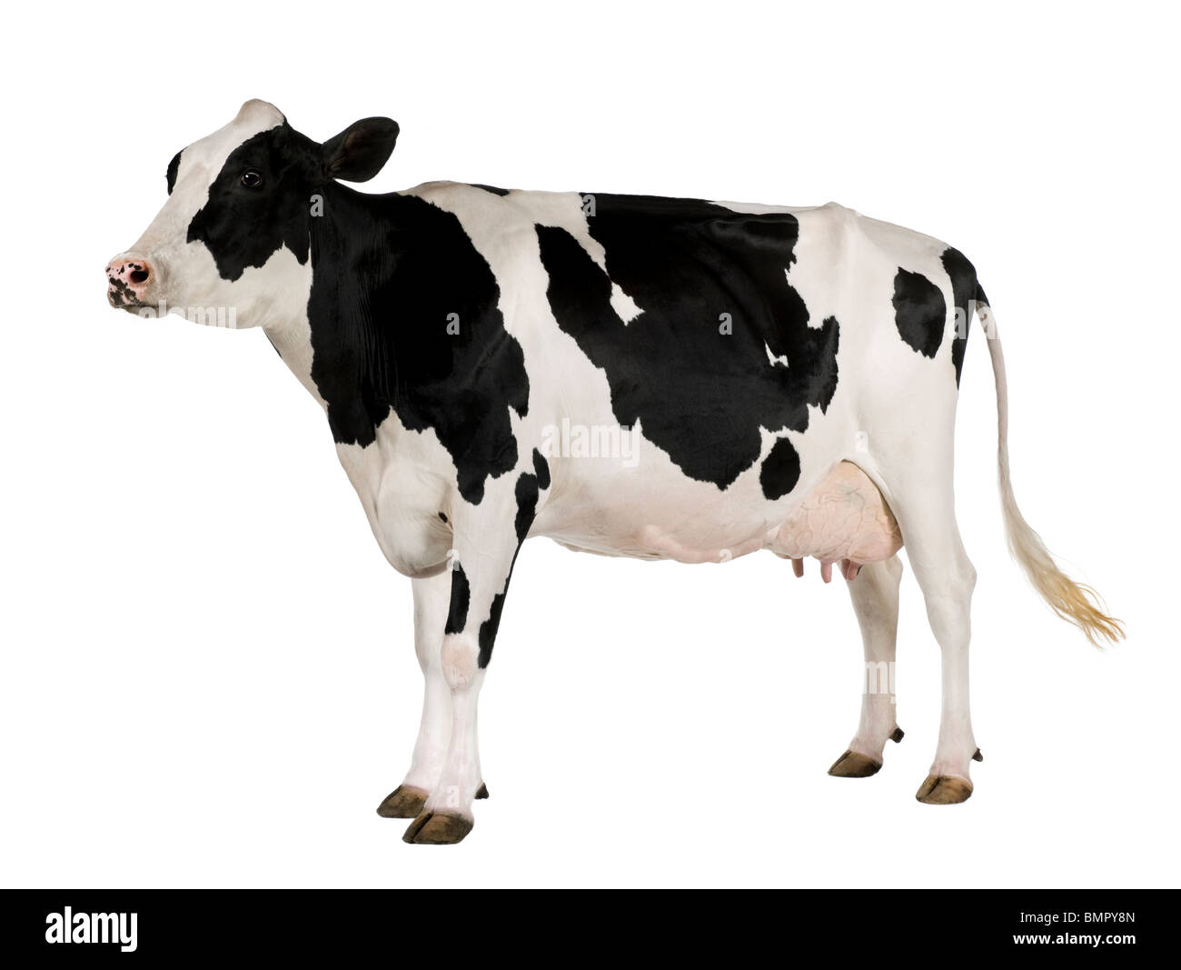 Holstein Kuh, 5 Jahre alt, stehen auf weißen Hintergrund Stockfoto