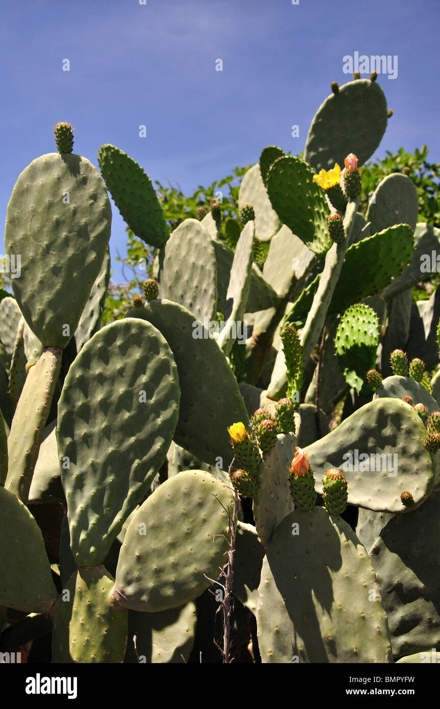 monstera höhe Monstera deliciosa XXL | Online kaufen main image 0