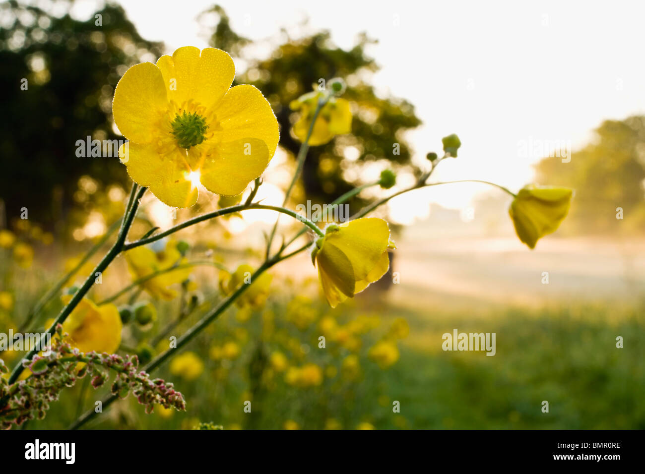 Wiese Butterblume Stockfotos und -bilder Kaufen - Alamy Wiese Butterblume Stockfotos und -bilder Kaufen - Alamy