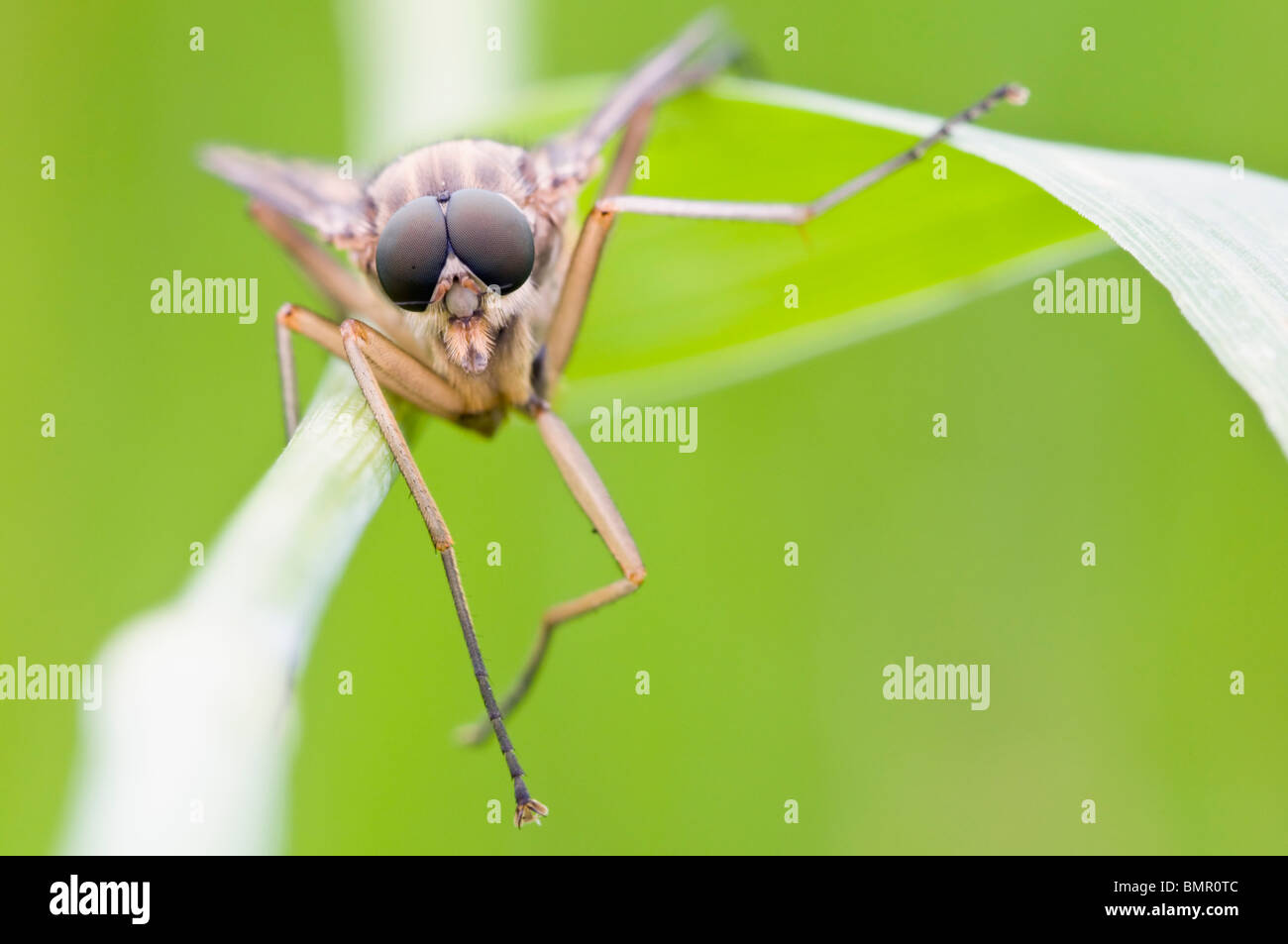 Snipe Fly ruht auf Grass Stamm Stockfoto