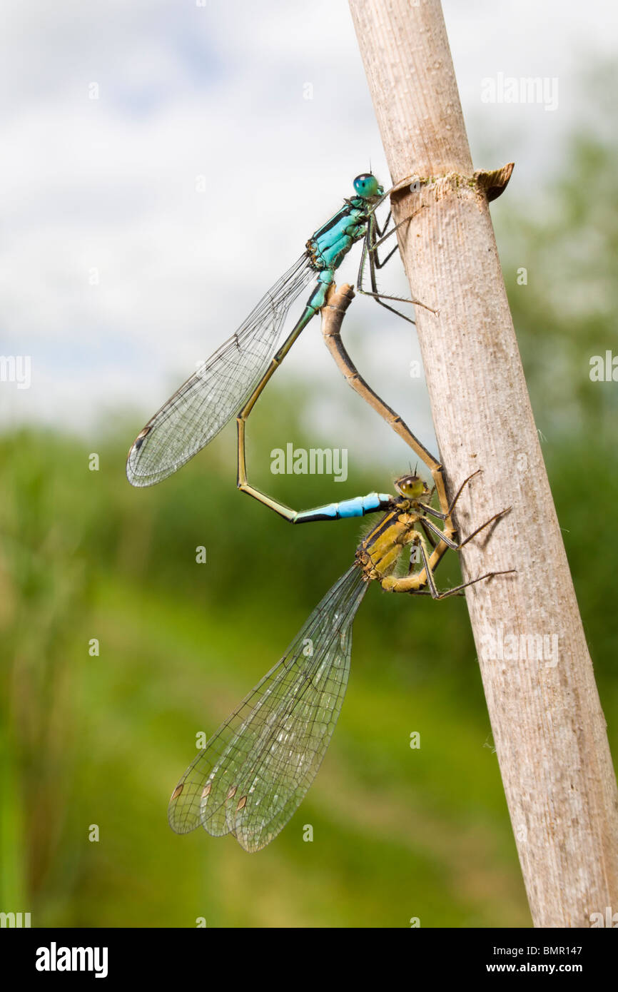 Gemeinsame blaue Libellen Paarung. Somerset-Ebenen Stockfoto