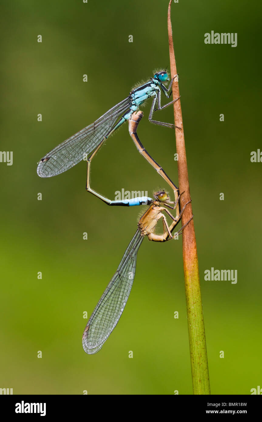 Gemeinsame blaue Libellen Paarung. Somerset-Ebenen Stockfoto