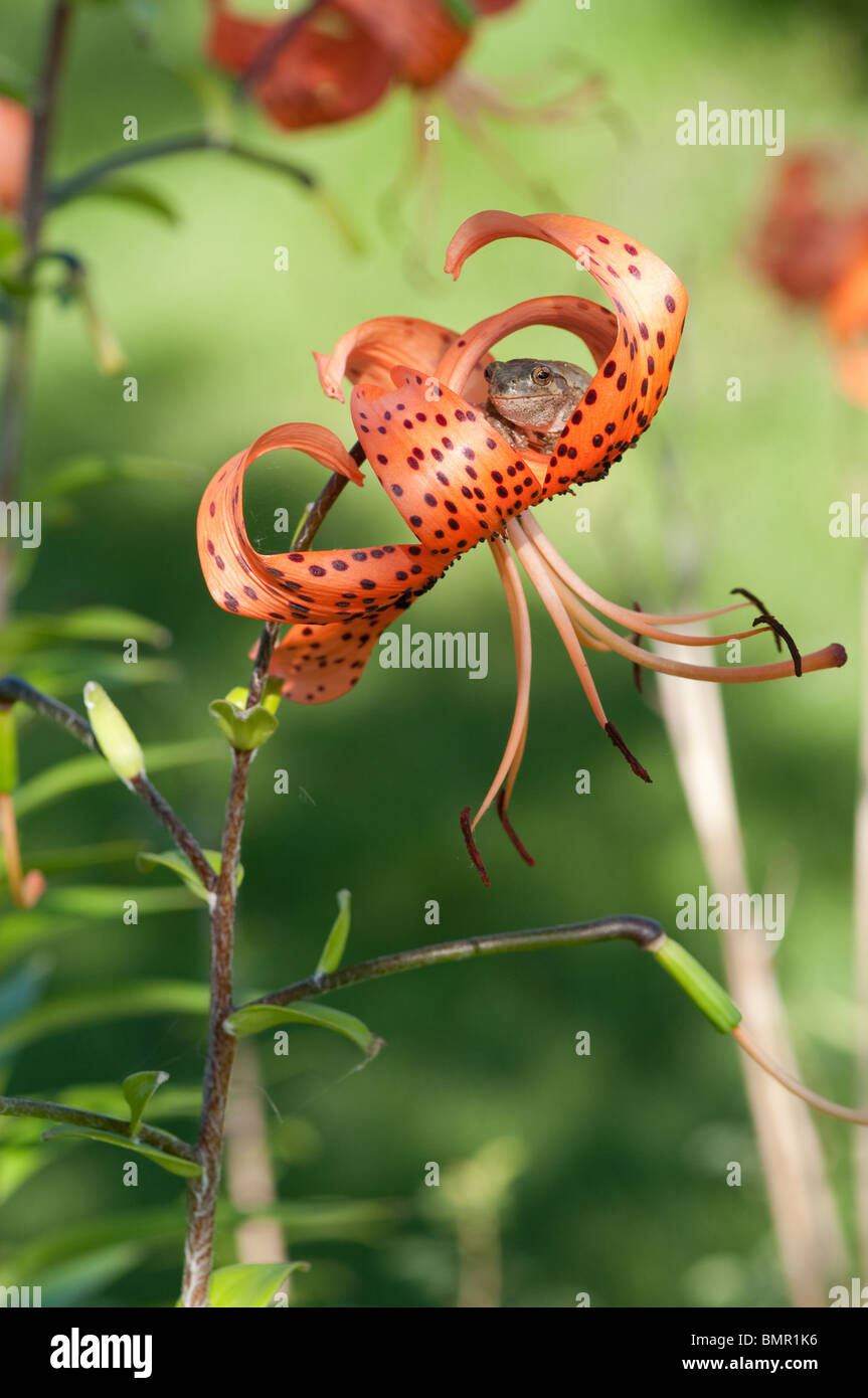 Laubfrosch, spähte aus orange Turban lilly Stockfoto