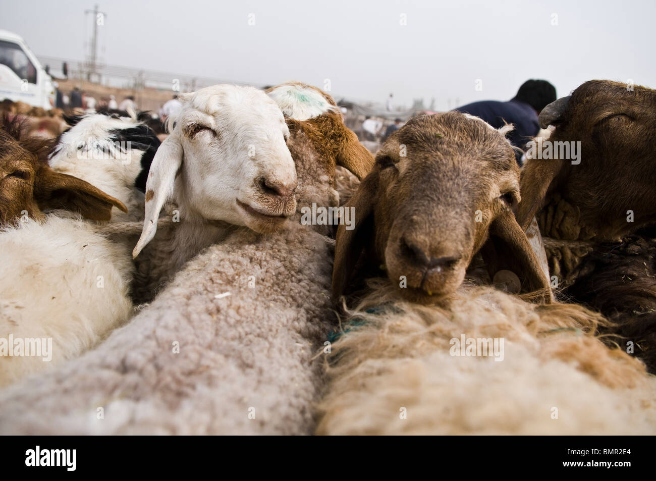 Schafe in der bunten Sonntagsmarkt in Kashgar, China verkauft. Stockfoto