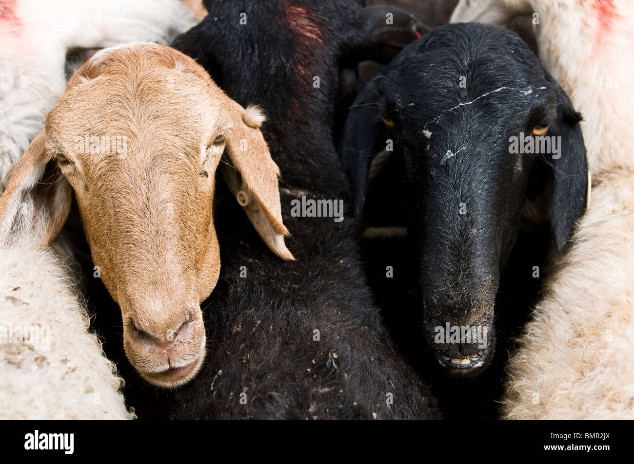 Schafe in der bunten Sonntagsmarkt in Kashgar, China verkauft. Stockfoto