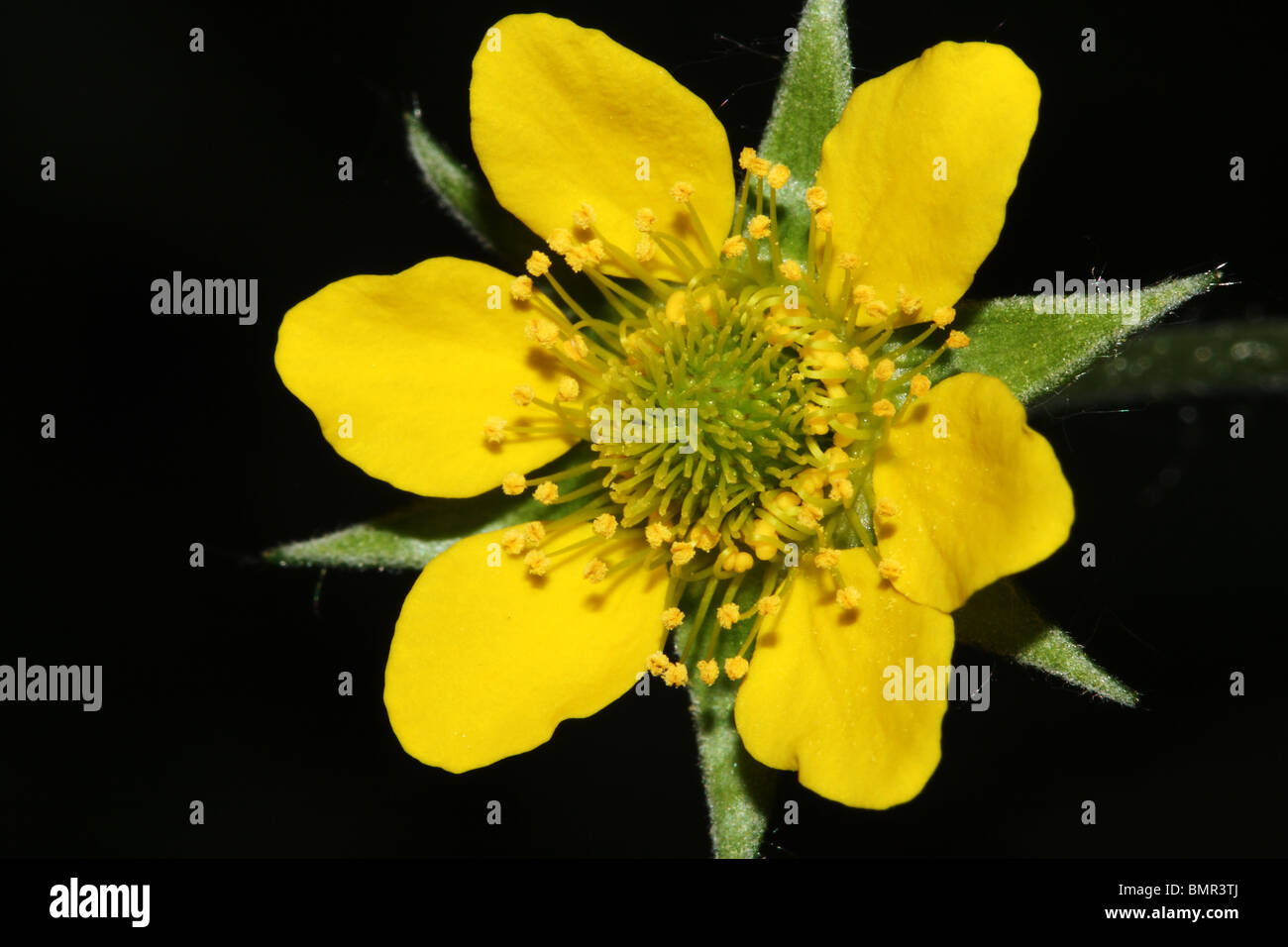 Holz-Avens oder Herb Bennet Geum Urbanum Familie Rosengewächse Stockfoto