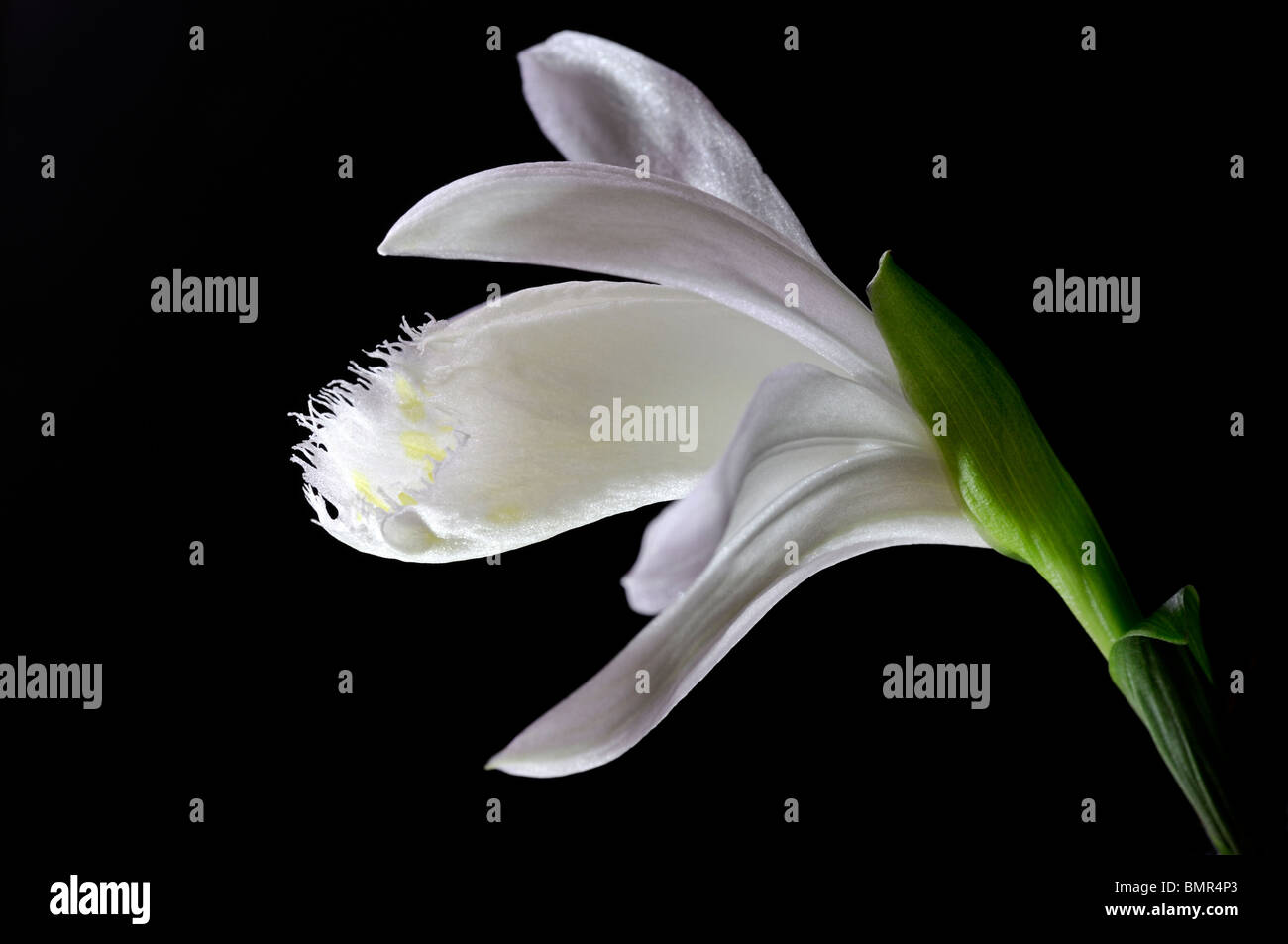 Pleione Formosana Snowcap Fensterbank Orchidee Blume Pflanze weiße Reihe Kontrast kontrastierenden schwarzen Hintergrund Stockfoto
