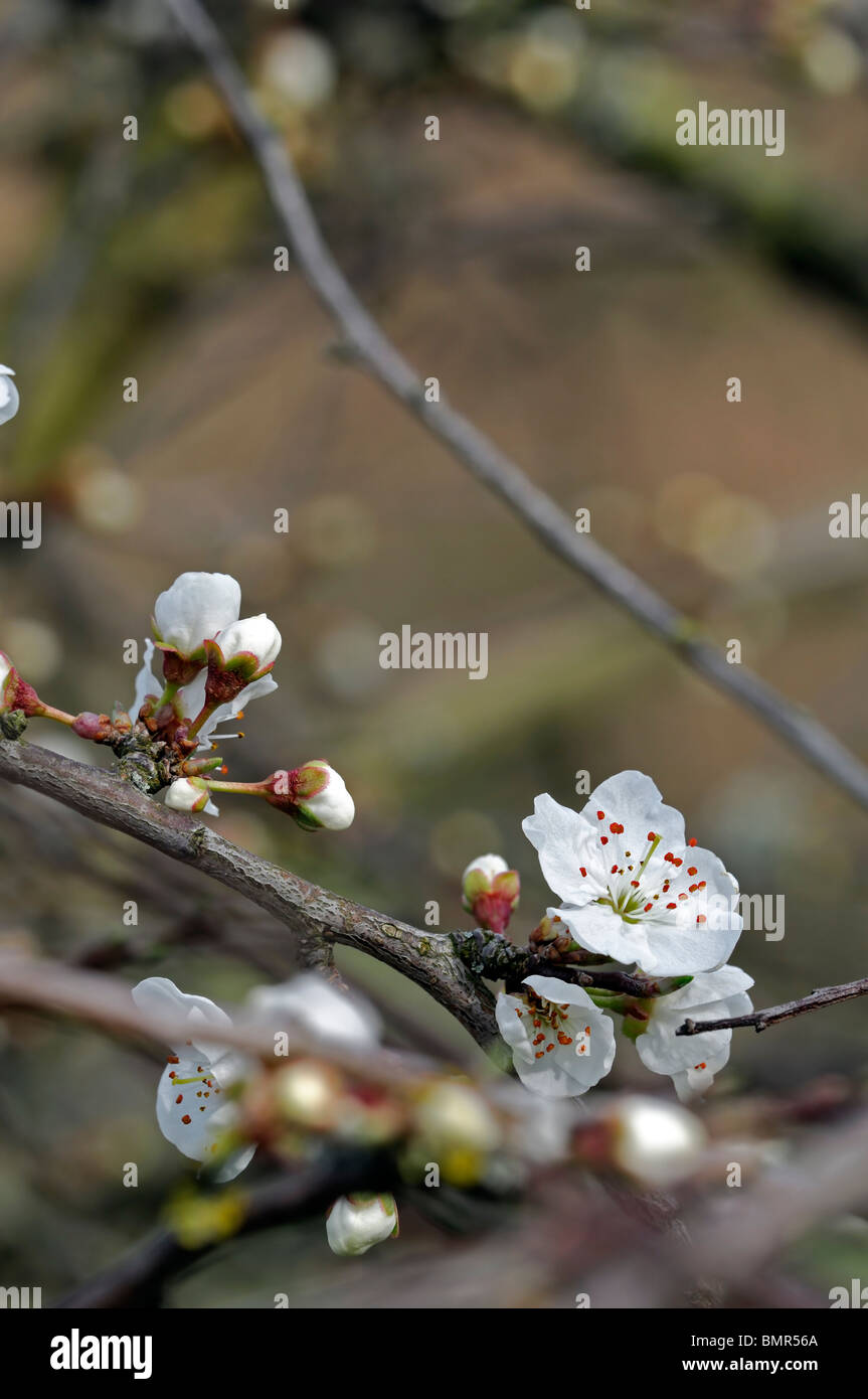 Prunus Cerasifera var. Divaricata Kirschpflaume Myrobalan-Pflaume Baum Blüte Blume Blüte zeitigen Frühjahr Stockfoto