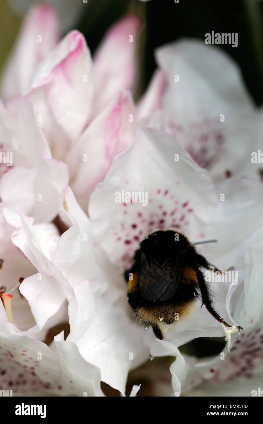 Rhododendron Boddaertianum Hybrid wei rosa gefleckte Blume Blte Blte  Frhling immergrner Strauch Hummel zu Ftterung Nektar ernhren  Stockfotografie - Alamy