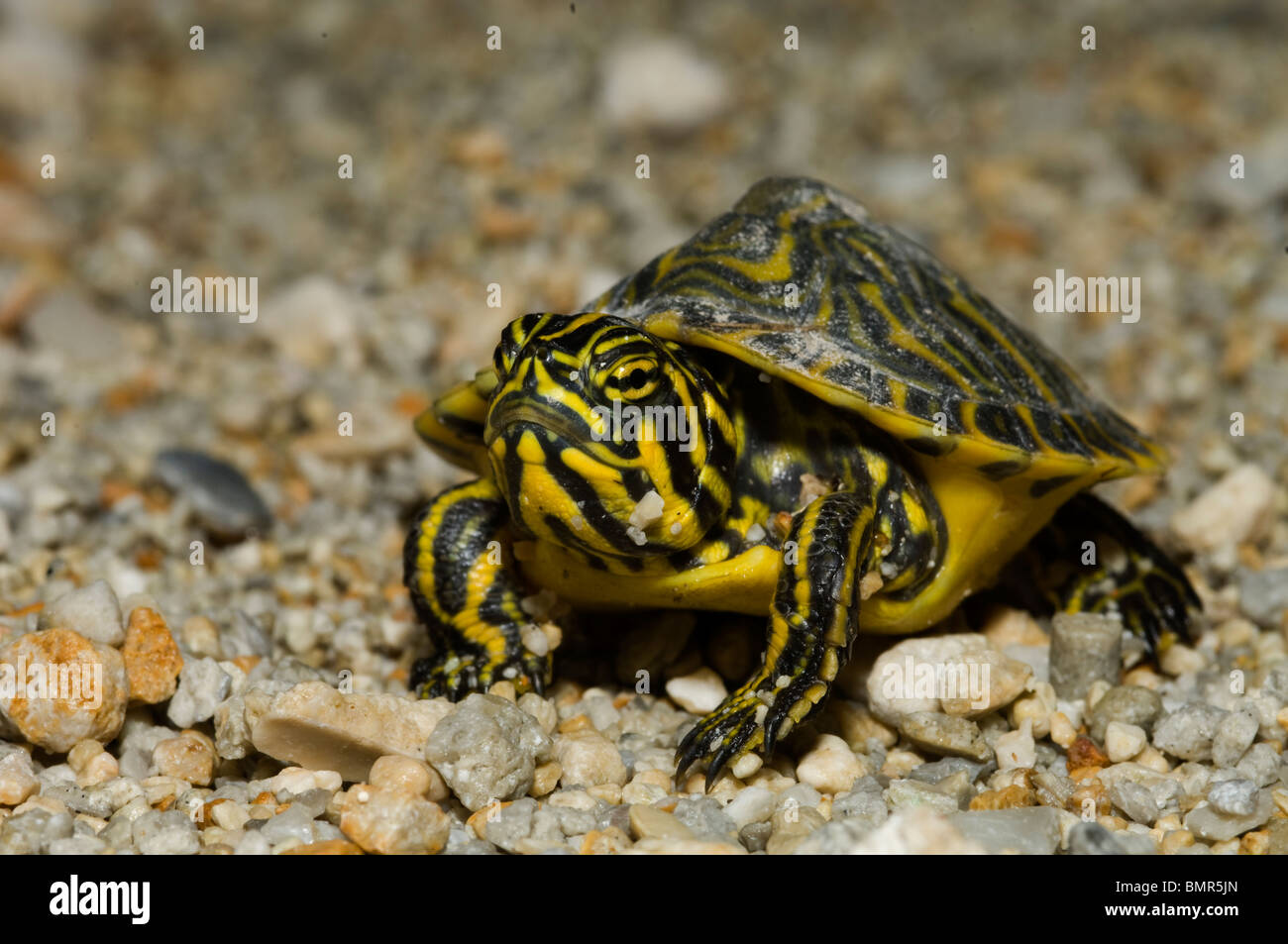 Jungtier Halbinsel Cooter (Pseudemys Floridana Peninsularis) im Big Cypress National Preserve in die Everglades. Stockfoto