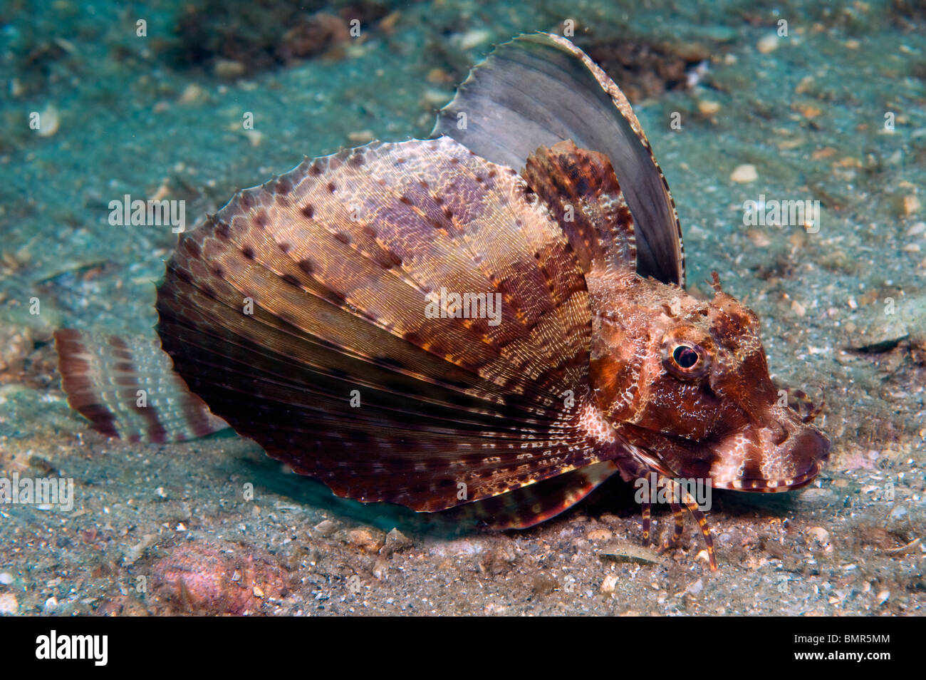 Bandtail Sea Robin (Prionotus Ophryas) fotografiert in Singer Island, FL. Stockfoto