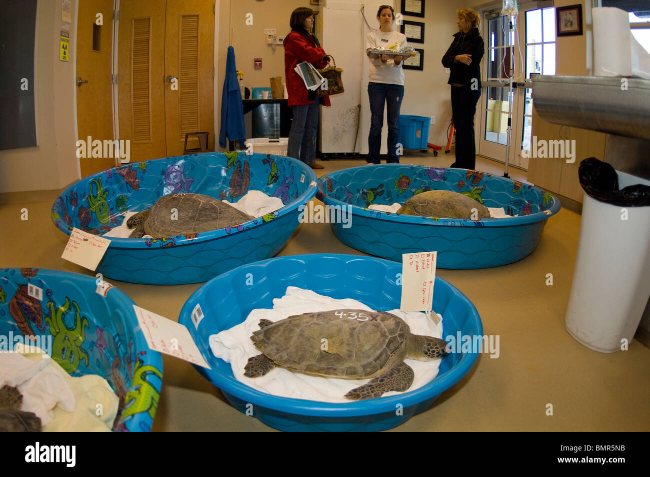 Grüne Meeresschildkröten (Chelonia Mydas) Loggerhead Marinelife Zentrum der Juno Beach, FL nach einer Kaltfront rehabilitiert werden. Stockfoto