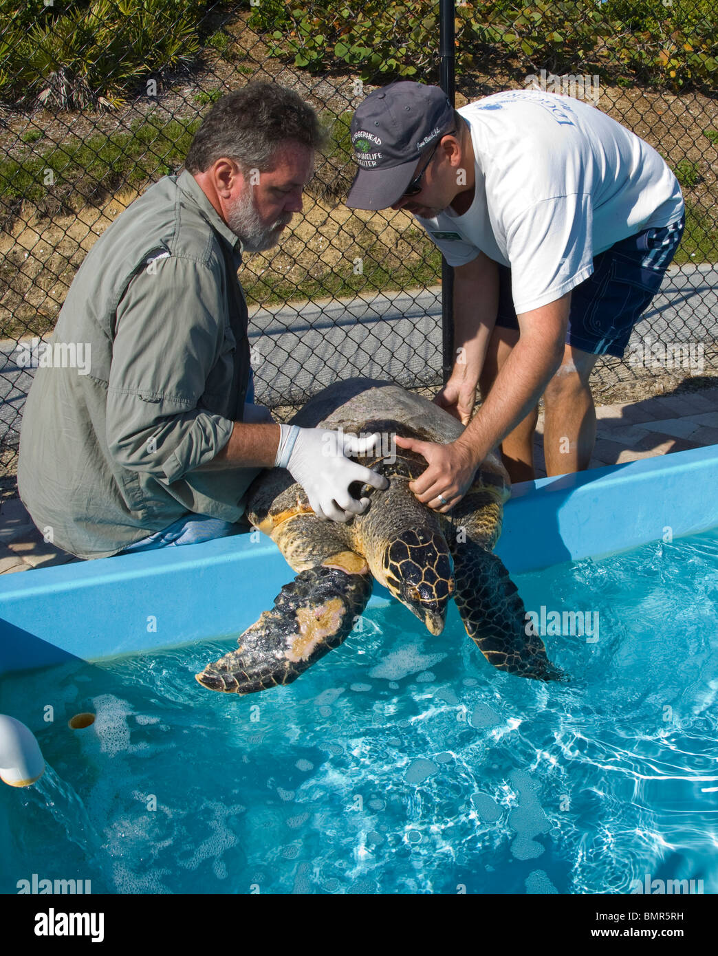 Hawsbill Karettschildkröte (Eretmochelys Imbricata), behandelt in der unechten Marinelife Mitte, Juno Beach, FL Stockfoto