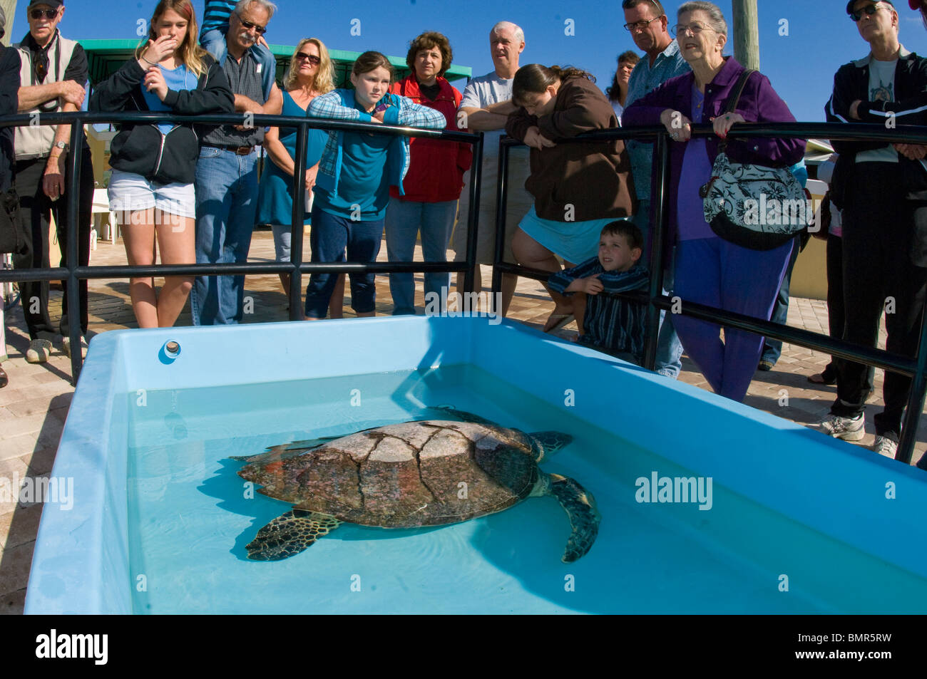 Hawsbill Karettschildkröte (Eretmochelys Imbricata) in Juno Beach FL für Angeln Linie Verletzungen behandelt. Stockfoto