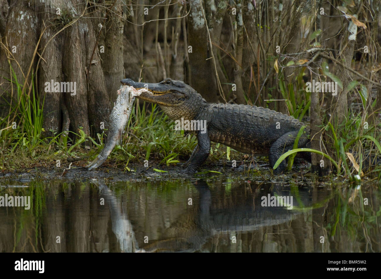 Amerikanischer Alligator (Alligator Mississippiensis) Fütterung auf eine gemeinsame Snook in die Everglades. Stockfoto