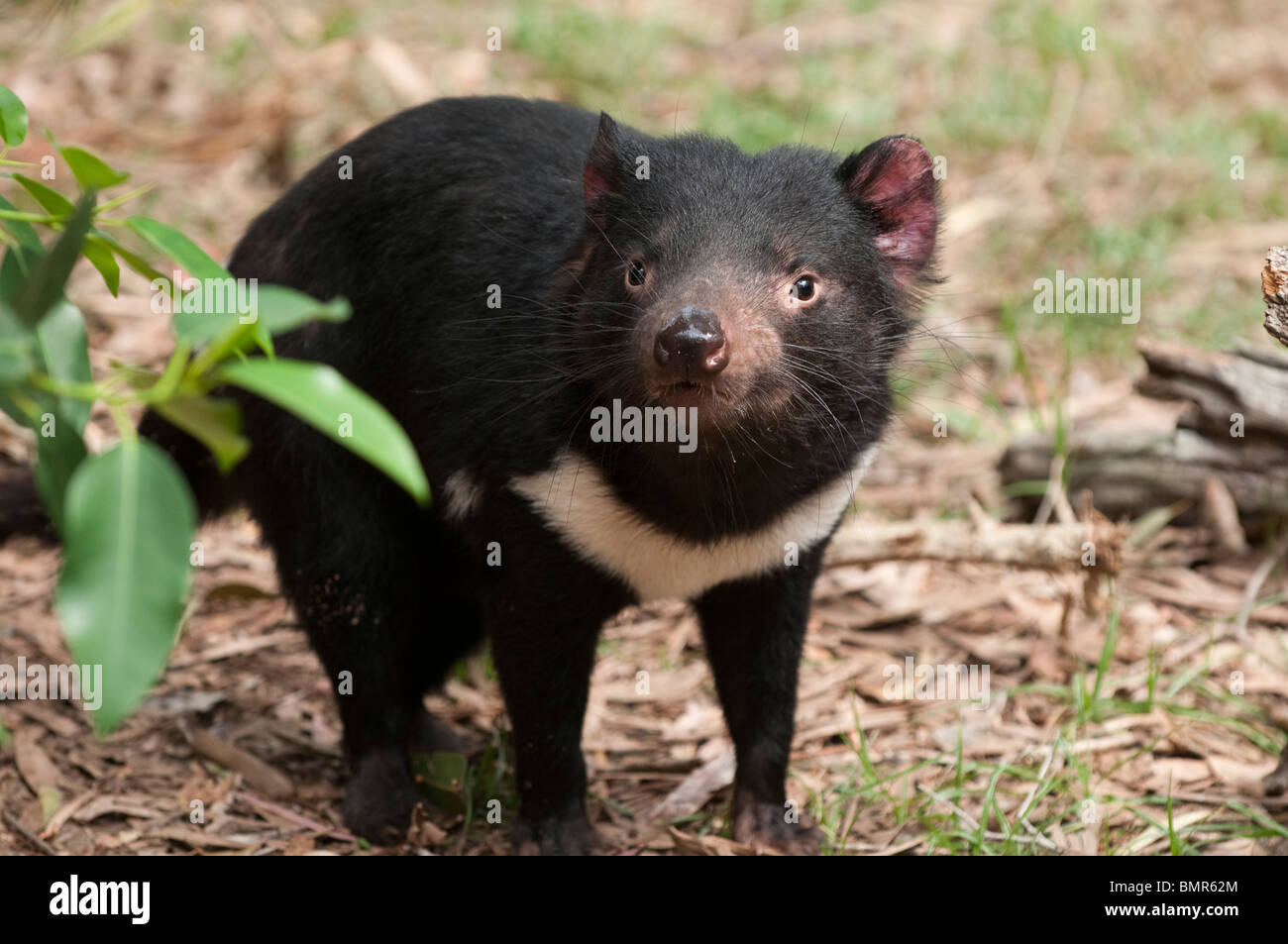 Tasmanischer Teufel, Currumbin Wildlife Sanctuary, Gold Coast, Queensland, Australien Stockfoto