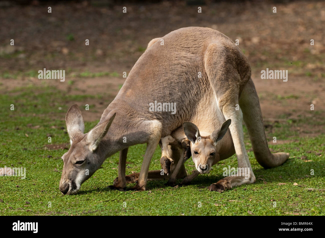 Östliche graue Känguru Mutter mit Joey im Beutel, Queensland, Australien Stockfoto