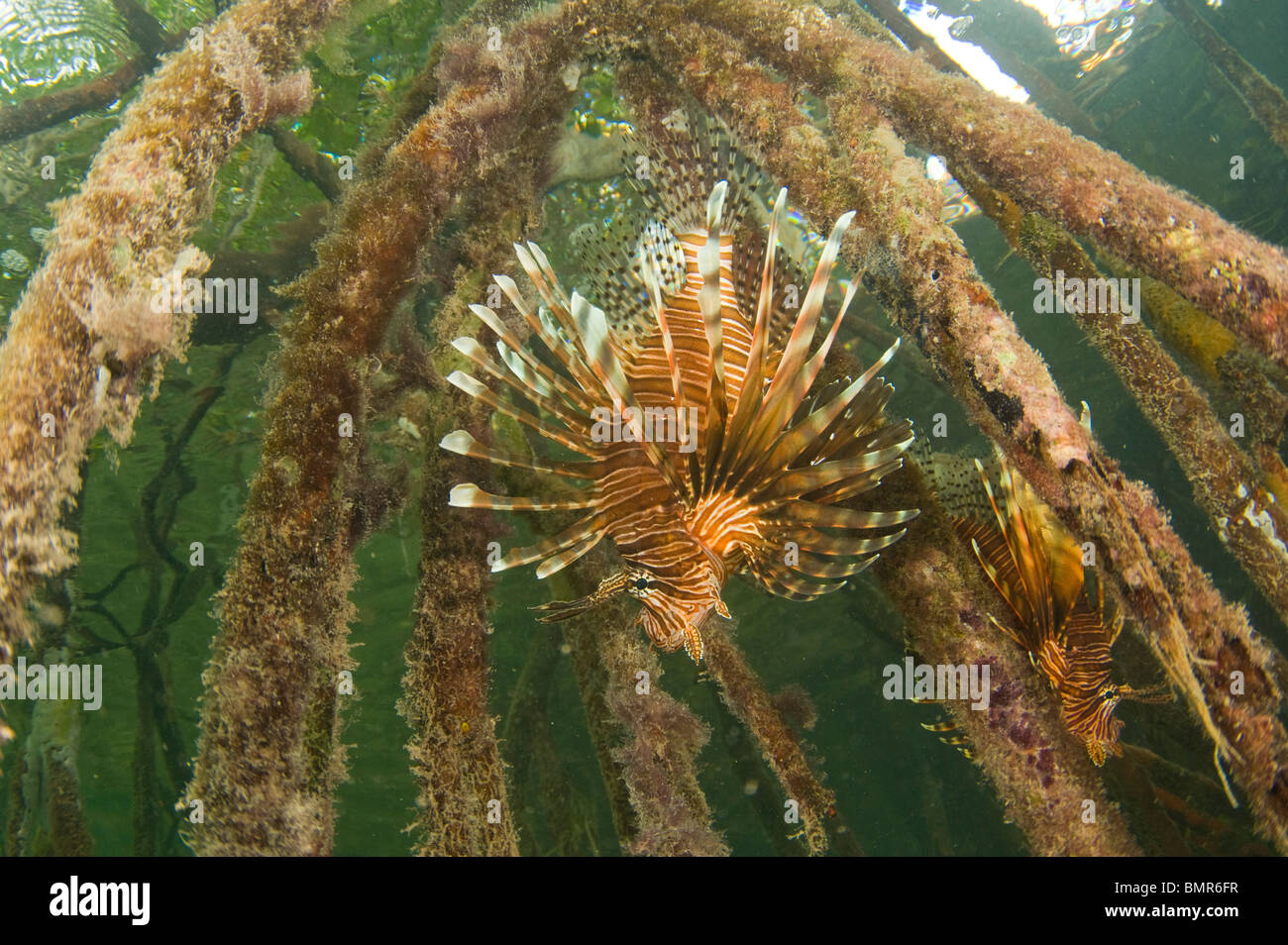 Volitans Rotfeuerfisch (Pterois Volitans), eine invasive Arten in den Mangroven von Südwesten Caye, Belize. Stockfoto