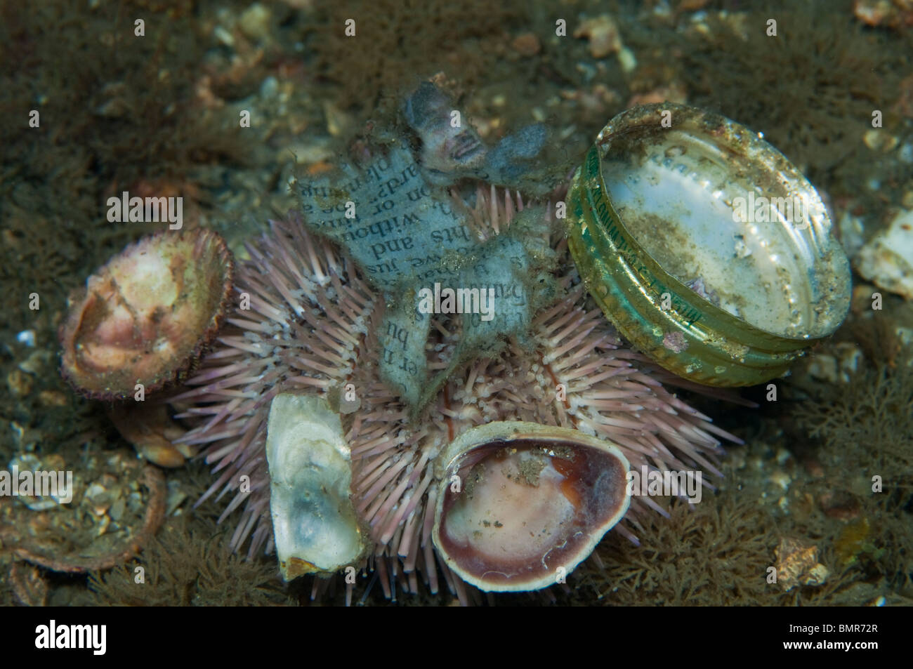 Seeigel (Lytechinus Variegatus) mit Muscheln, Bier-Kronkorken und Zeitung, die zu ihm angebracht. Stockfoto