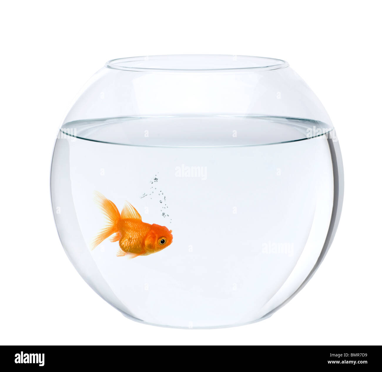 Goldfisch im Goldfischglas, vor weißem Hintergrund, Studio gedreht Stockfoto