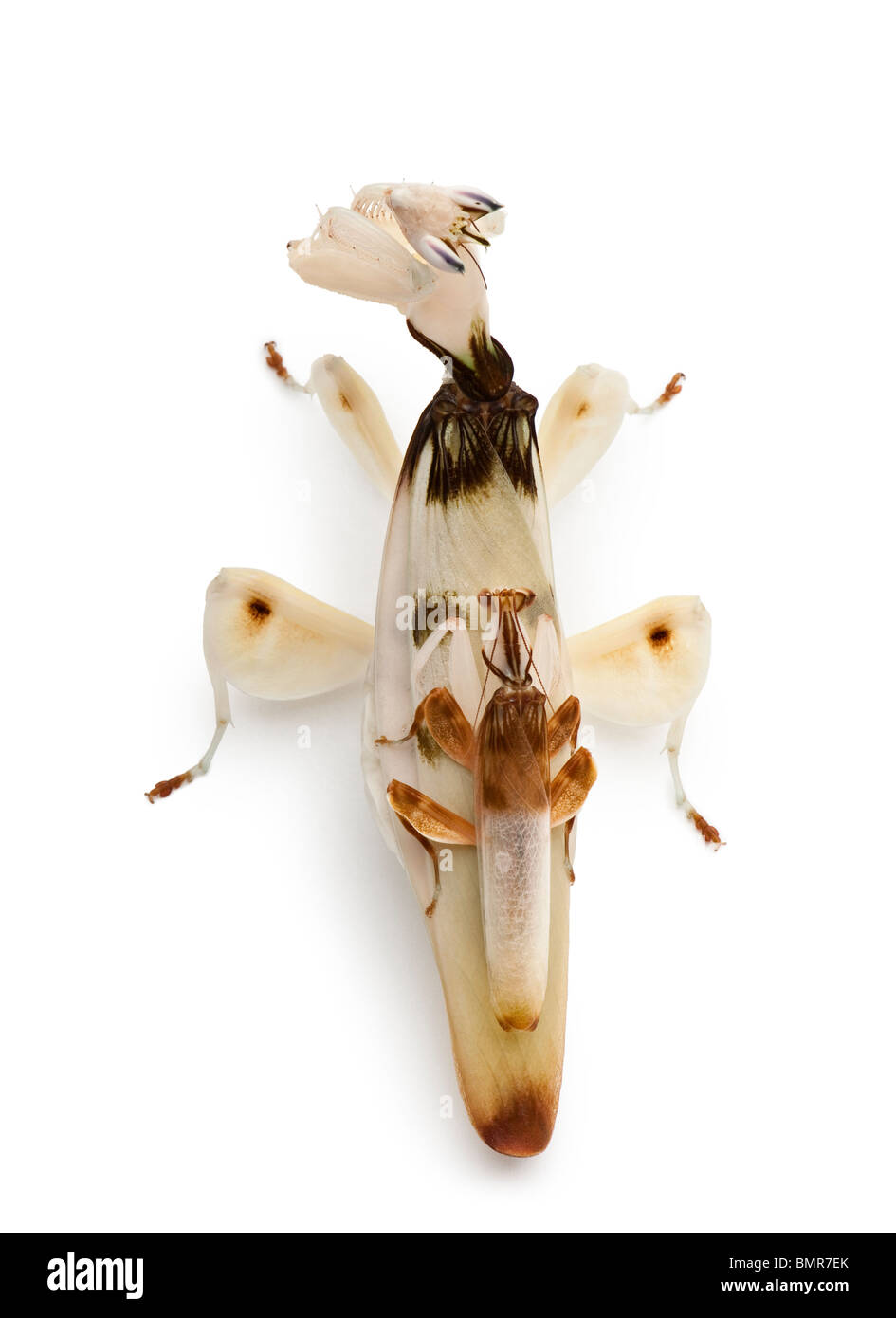 Männliche und weibliche Hymenopus Coronatus, malaysische Orchideen Mantis, vor weißem Hintergrund Stockfoto