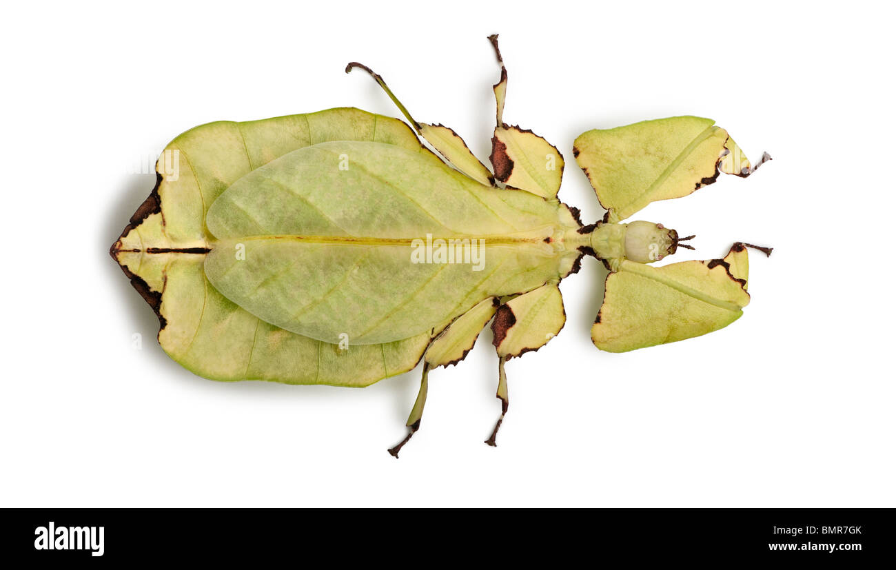 Phyllium Giganteum, Blatt Insekt zu Fuß verlassen, Phyllidae, vor weißem Hintergrund Stockfoto