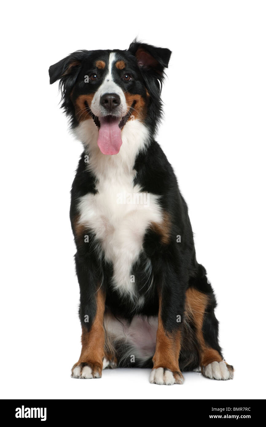 Berner Sennenhund, 18 Monate alt, sitzt vor weißem Hintergrund Stockfoto