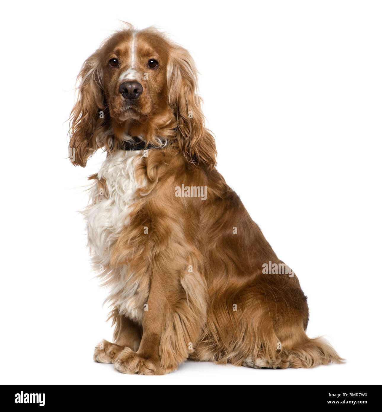 English Cocker Spaniel, 2 und ein halbes Jahr alt, sitzt vor weißem Hintergrund Stockfoto