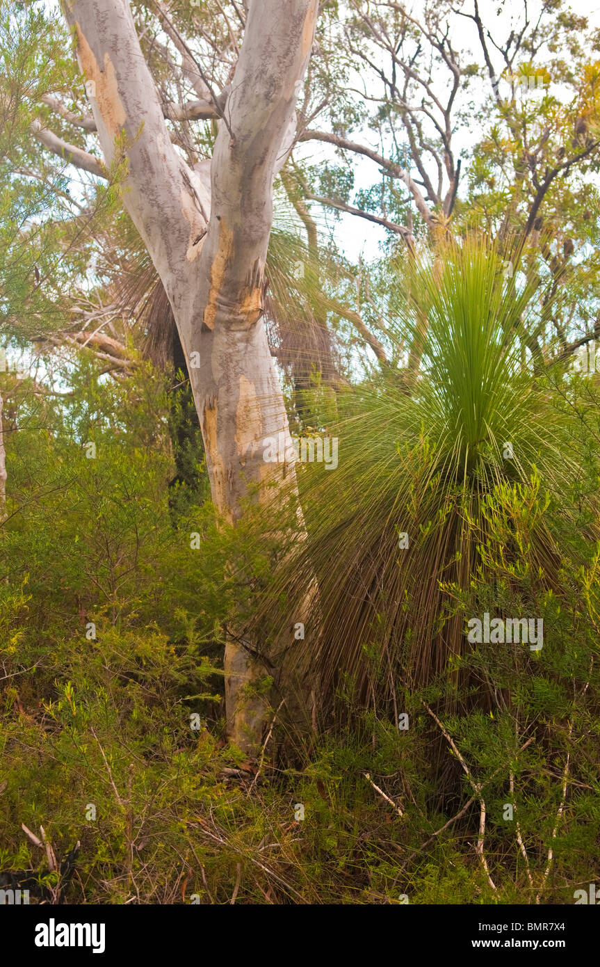 Scribbly Zahnfleisch & Grasbäume, Telegraph Track, Moreton Island, Queensland, Australien Stockfoto