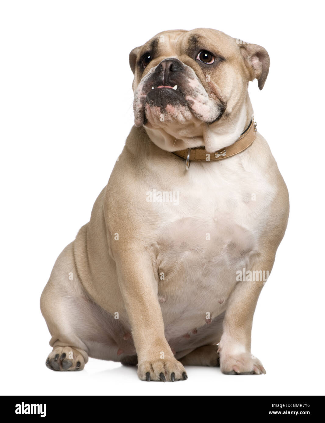 Englische Bulldogge, 15 Monate alt, sitzt vor weißem Hintergrund Stockfoto