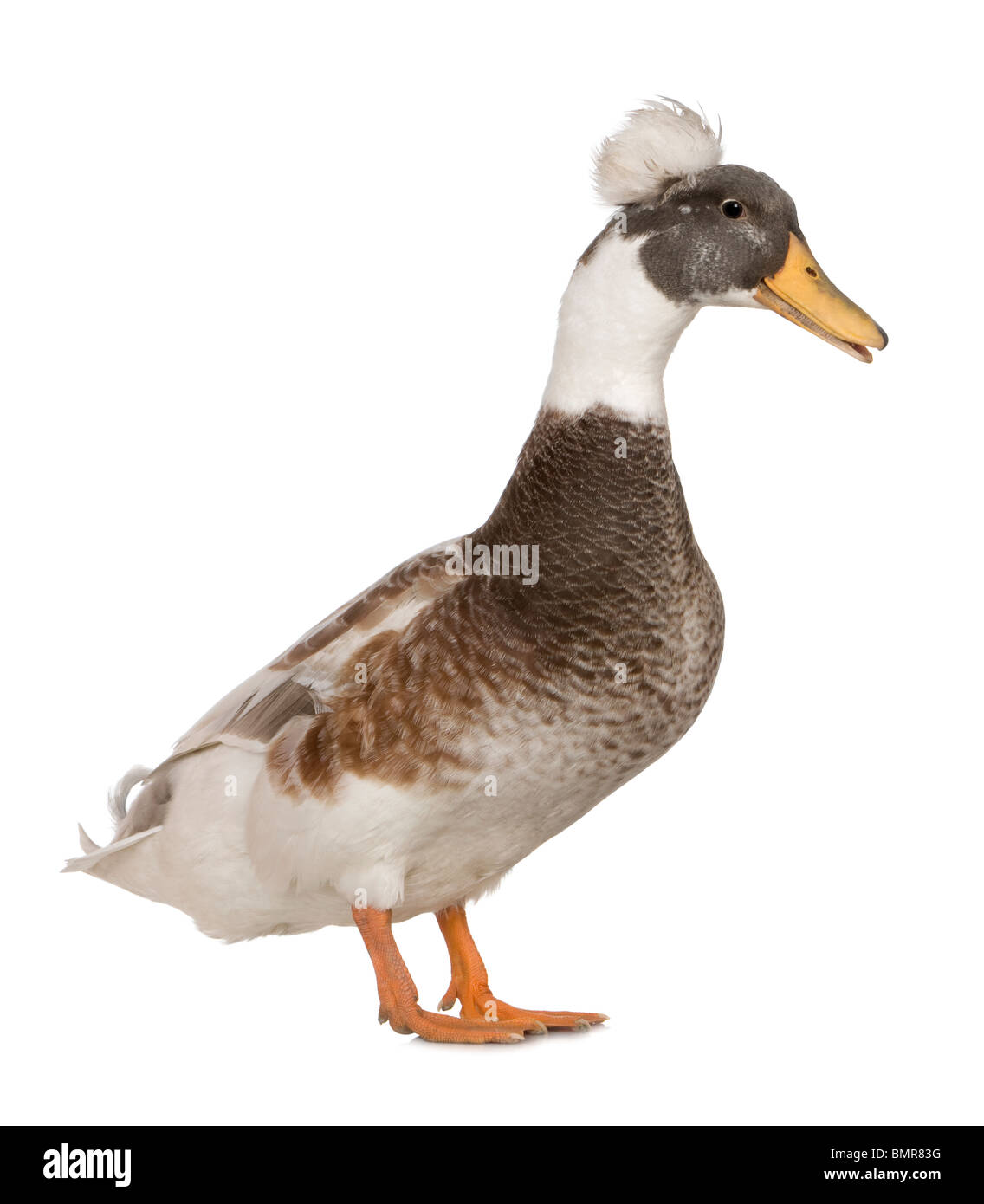 Männliche Crested Ente, 3 Jahre alt, stehen auf weißen Hintergrund Stockfoto