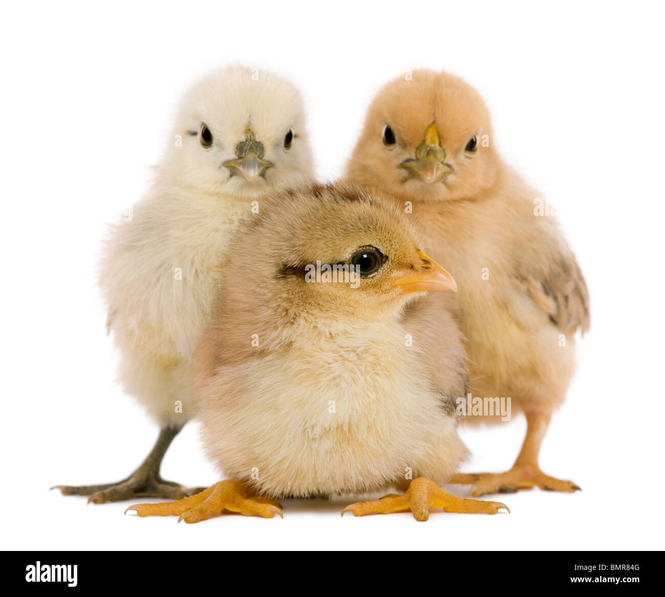 Gruppe von drei Küken vor weißem Hintergrund stehen Stockfoto