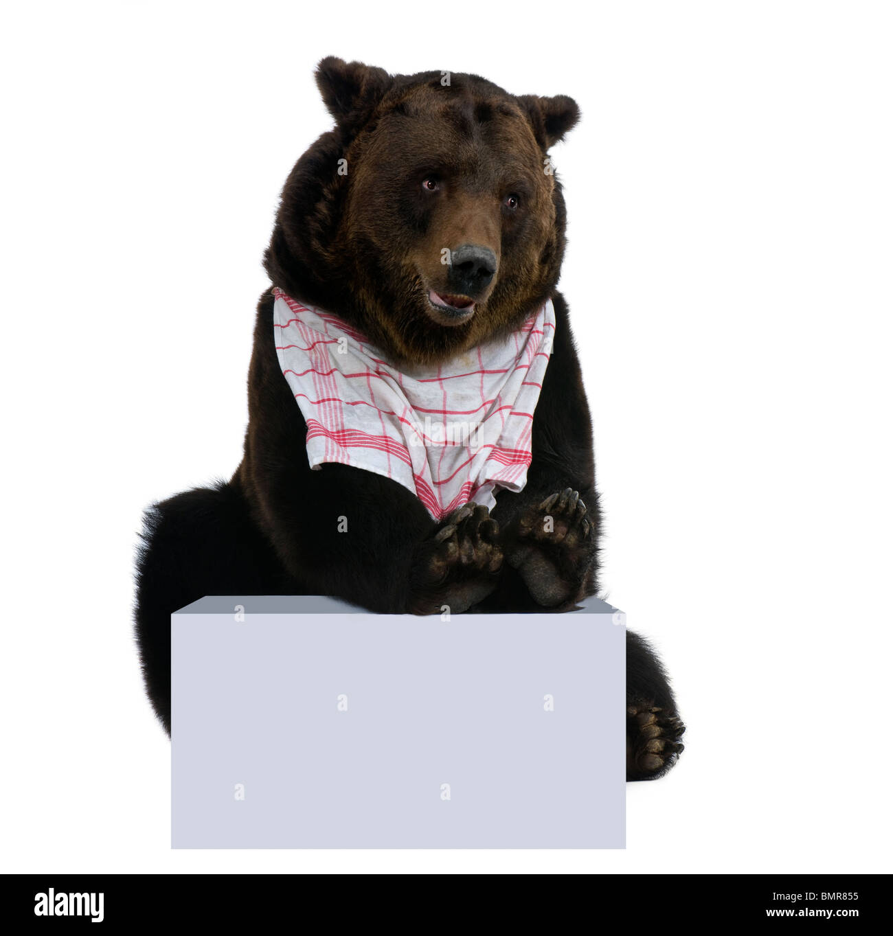 Sibirische Braunbär, 12 Jahre alt, mit der Startnummer auf der Holzveranda vor weißem Hintergrund Stockfoto