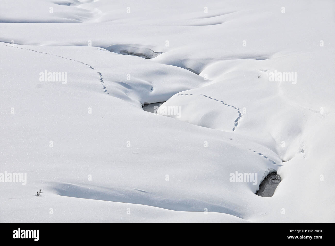 Spuren im Schnee, Yellowstone Stockfoto