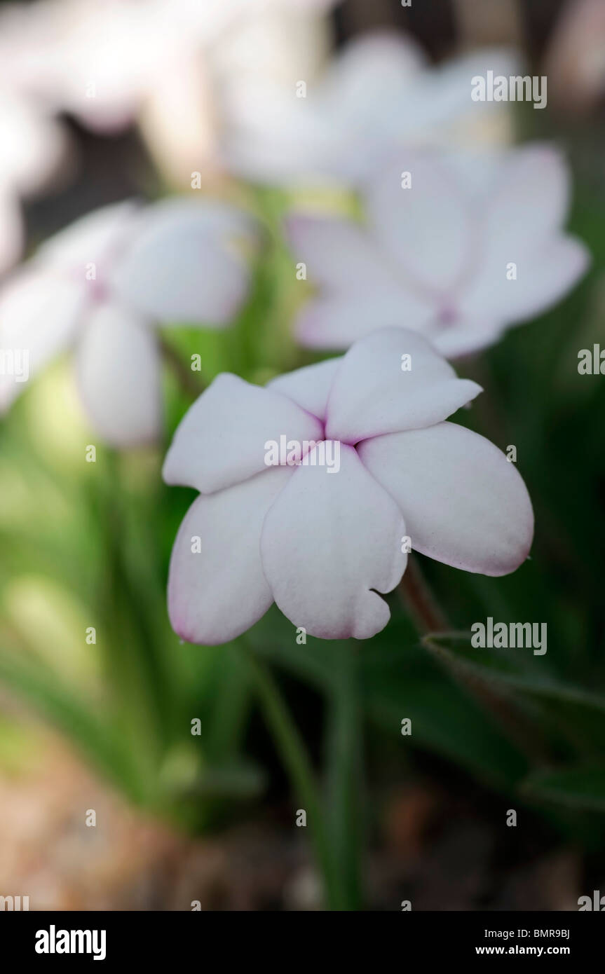 Rhodohypoxis Baurii Albrighton weißen mehrjährige Alpenblumen blühen Blüte Nahaufnahme Detail Makro Nahaufnahme Stockfoto