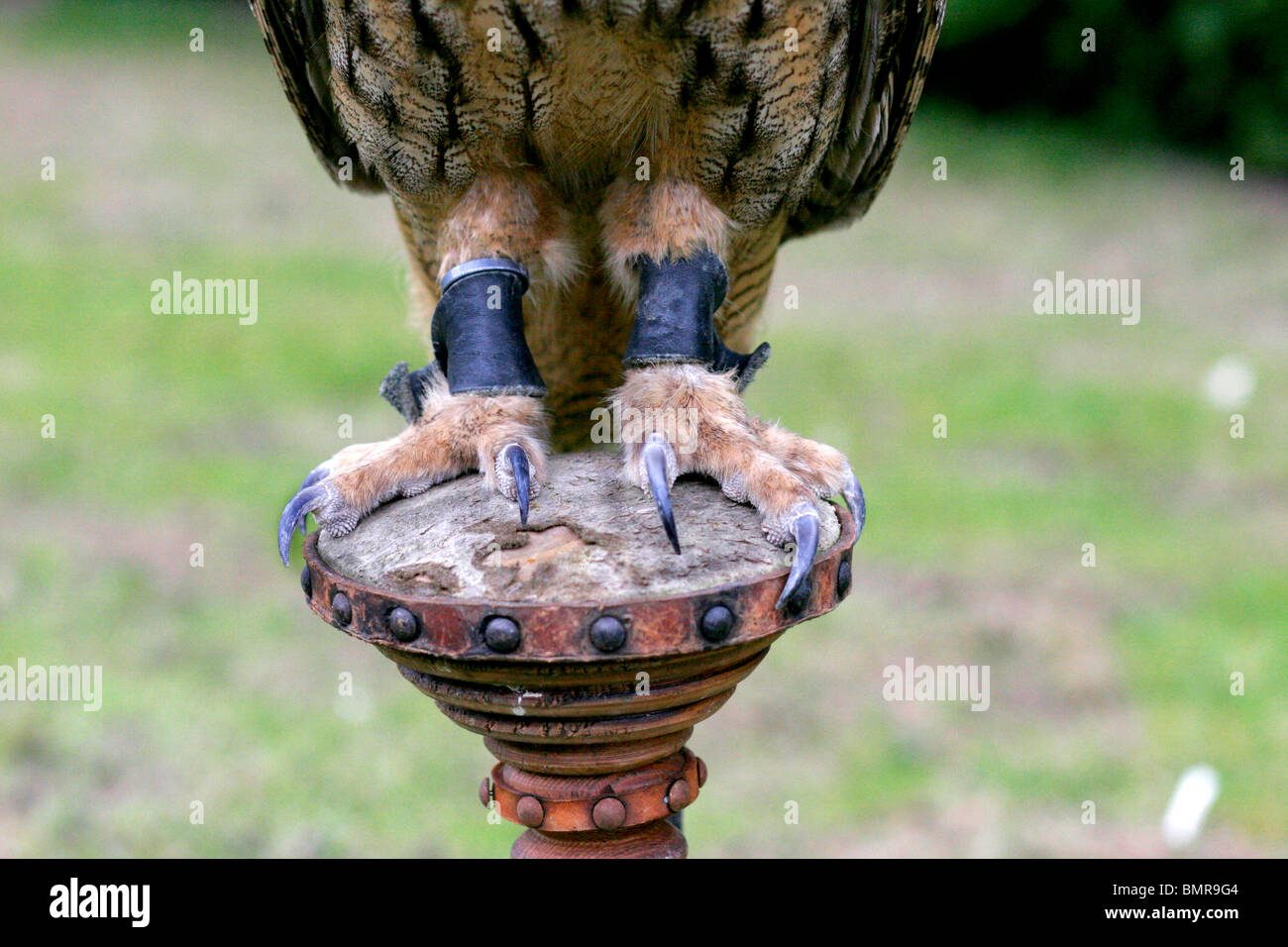 Uhu Stockfoto