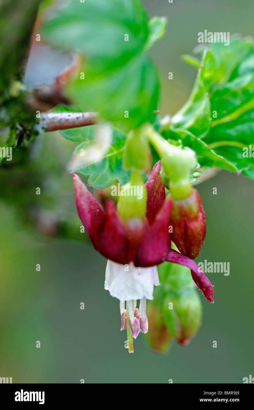 Ribes Divaricatum Verbreitung Stachelbeere Küste schwarze Stachelbeere wilde Stachelbeere Stockfoto