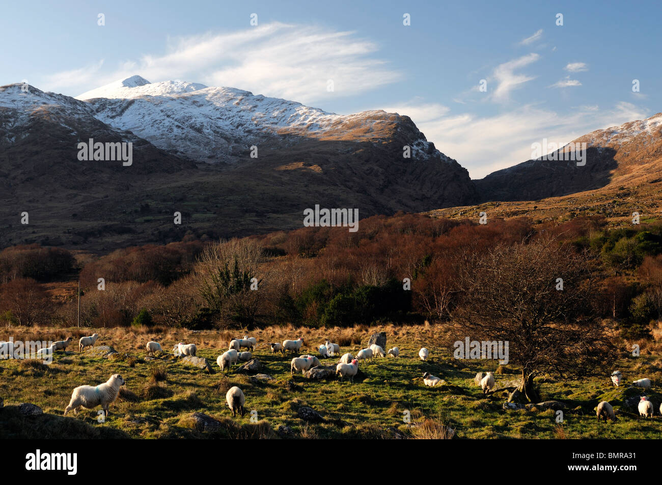 Mcgillycuddy riecht nach Killarney Kerry Irland Schnee Abdeckung bedeckt Berge Winter blauer Himmel Schaf im Bereich Himmel Stockfoto