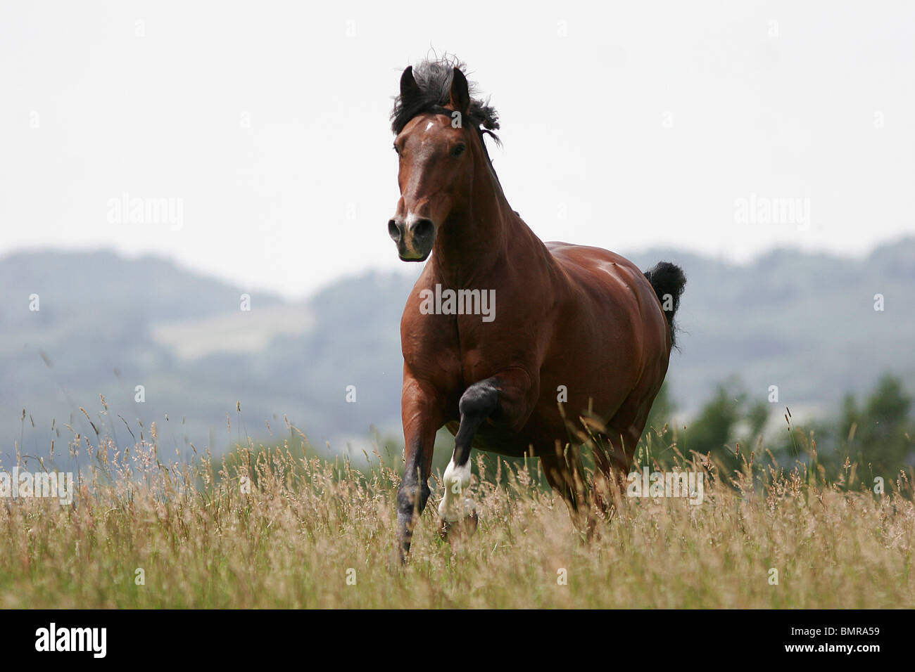 Renneder Lusitano / Lustiano ausgeführt Stockfoto